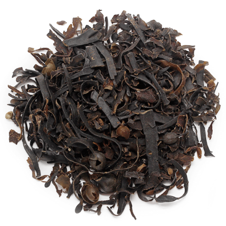 Morské riasy Fucus