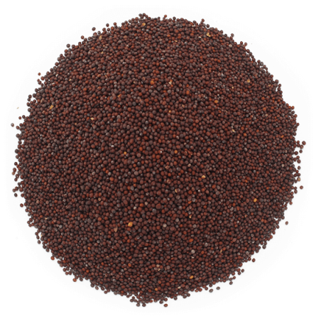 Hnedé horčičné semená