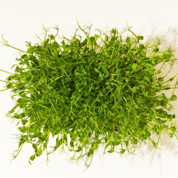 Úsporné balenie esencií zelenej sviežosti - Svieže a prírodné vône