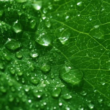 Aromatická esencia s vôňou chlorofylu | Gran Velada Aromatická esencia s vôňou chlorofylu | Gran Velada