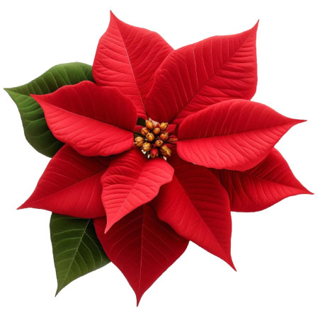 Aromatická esencia poinsettia : Prevoňajte si Vianoce červenými listami