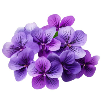 Aromatická esencia fialiek. Online predaj. Gran Velada.
