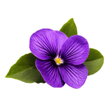 Aromatická esencia fialiek. Online predaj. Gran Velada.