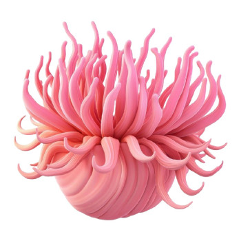 Aromatická esencia Morská ruža – Svieža, vodná a kvetinová vôňa