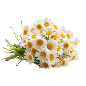 Harmančeková esencia na mydlá, sviečky a kozmetiku