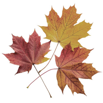 Aromatická esencia jesenné listy - Svieža a bylinná. Skvelý večer