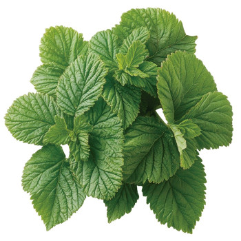 Aromatická esencia mäty. Gran Velada. Aromatická esencia mäty. Gran Velada.