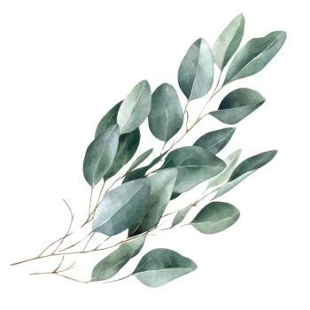Kúp si aromatickú esenciu eukalyptu do parfumu. Kúp si aromatickú esenciu eukalyptu do parfumu.