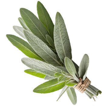 Aromatická esencia šalvie. Online predaj. Aromatická esencia šalvie. Online predaj.