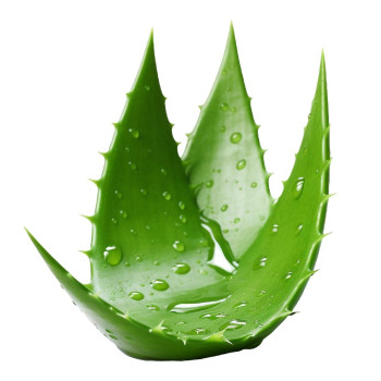 Aloe vera voda – kozmetická prísada na citlivú a suchú pleť
