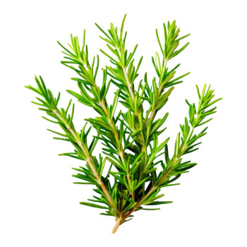 rozmarin vetvicka rozmarin vetvicka