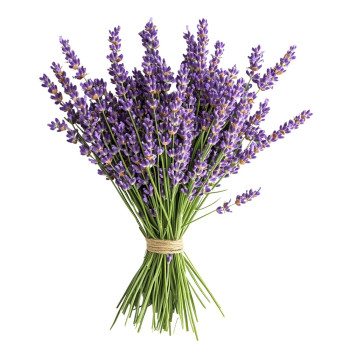 Levanduľový olej – prírodný olej pre kozmetiku a starostlivosť o pleť Levanduľový olej – prírodný olej pre kozmetiku a starostlivosť o pleť