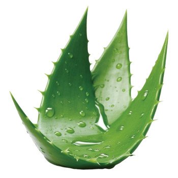 Čerstvá esencia aloe vera. Online predaj. Gran Velada