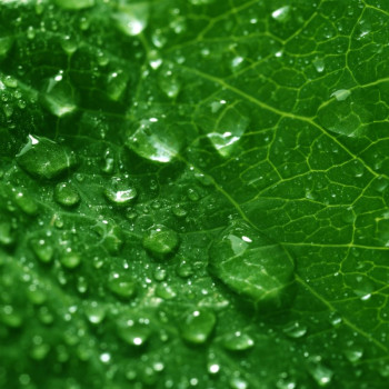 Aromatická esencia s vôňou chlorofylu | Gran Velada